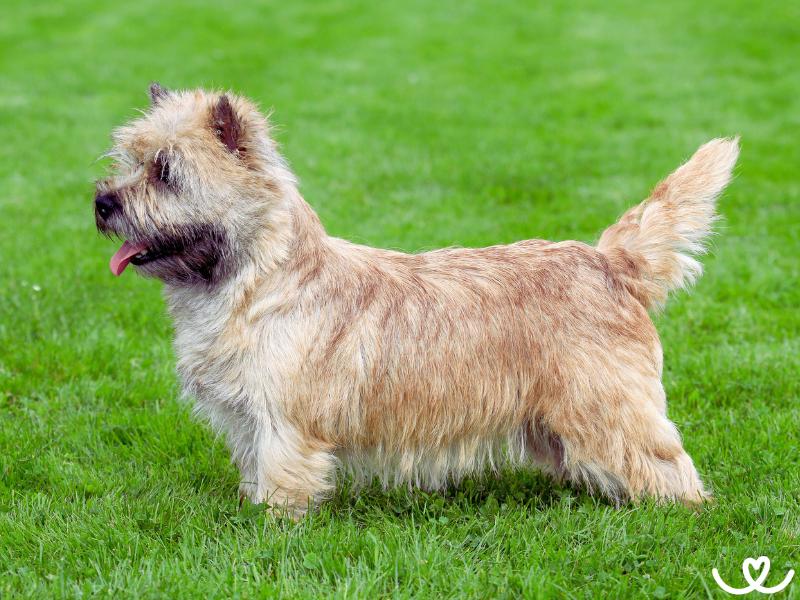 Psi-plemeno-norvicsky-terier (2)